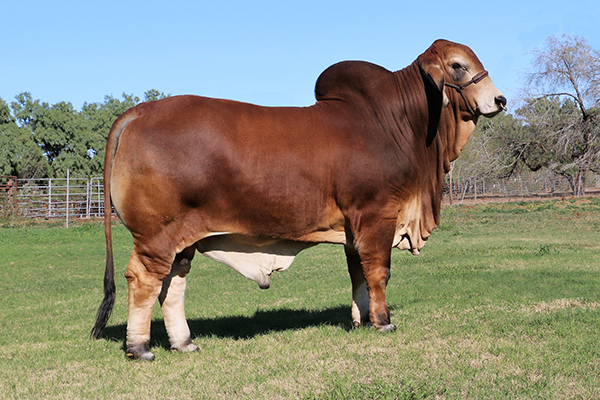 LMC POLLED ELY 69/6 (PP) - Rocky Repro