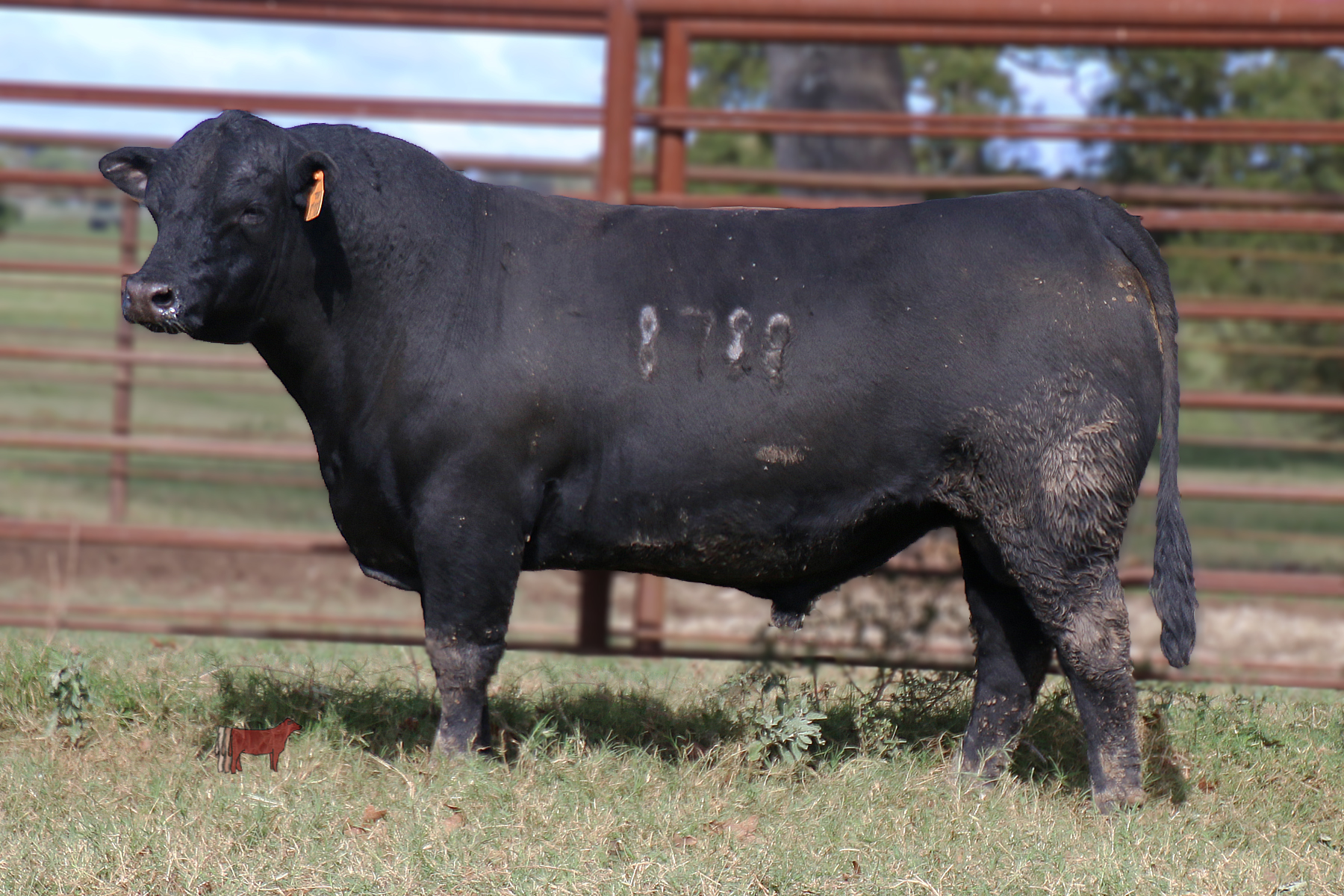 Lot 13 Purebred Angus Bull Cattle In Motion Cattle Auctions