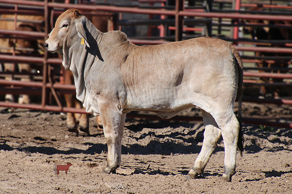 lot-2-miss-ki-61-cattle-in-motion-cattle-auctions-live