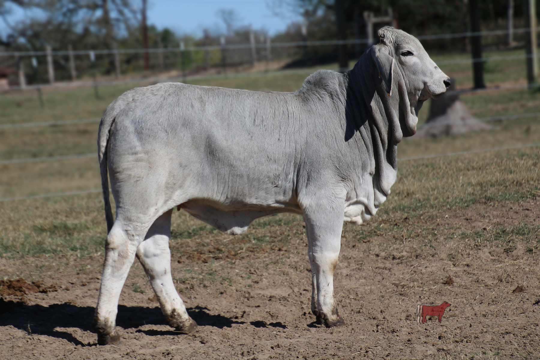 lot-10-miss-ki-55-cattle-in-motion-cattle-auctions-live