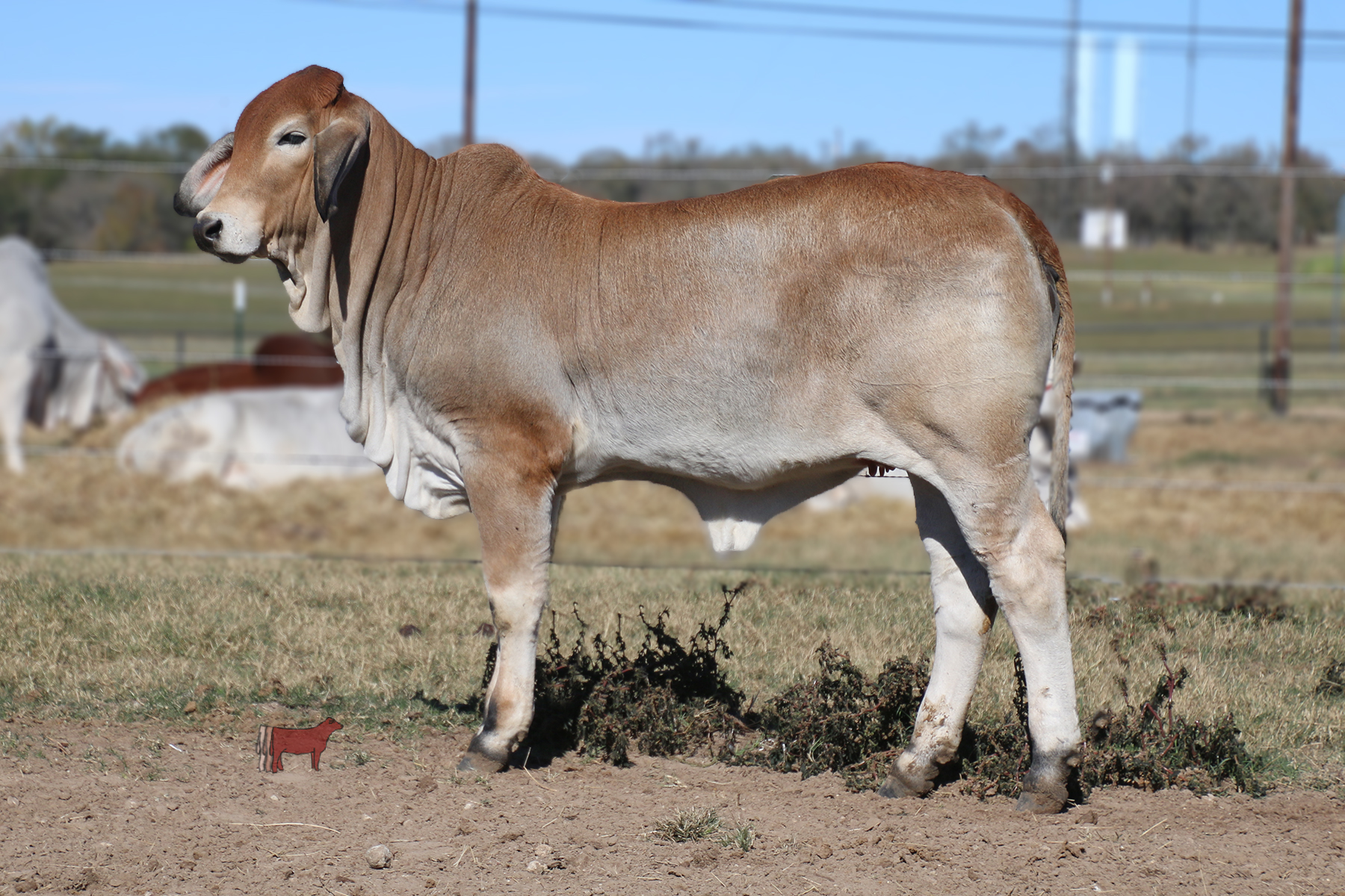 lot-12-miss-ki-47-cattle-in-motion-cattle-auctions-live