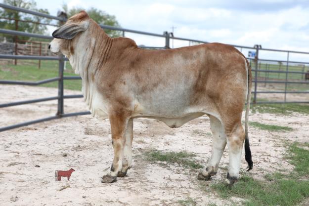 lot-16-pcc-new-polled-abby-310-2-replacement-heifer-cattle-in