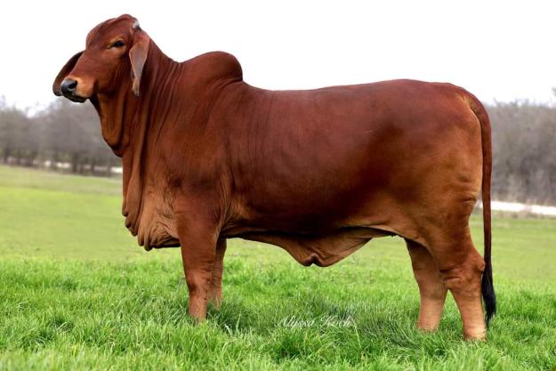 Lot 2 - CT Mr Elmeaux Rhineaux 1/7 x Lady L Smokin Pasco 504 - 3 IVF Embryos, Cattle In Motion, Cattle Auctions, Live Broadcasts, Online Only  Auctions, Presale Videos, Photography