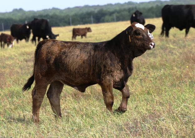 Caw And Girl Xxx Video - LOT 15 - LMC Rhino X LMC WFC Ms Dream Girl - 2nd Pick of Litter | Cattle In  Motion | Cattle Auctions | Live Broadcasts | Online Only Auctions | Presale  Videos | Photography | Cattle Videos