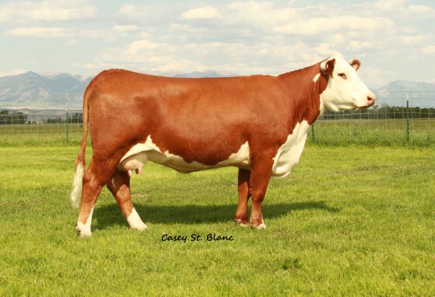 002 Dam of Stud - Same Cow Family 