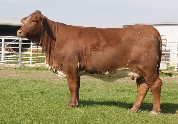 Lot 4B Choice