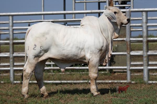 MR V8 125/7 - Natural Son of Miss V8 43/7