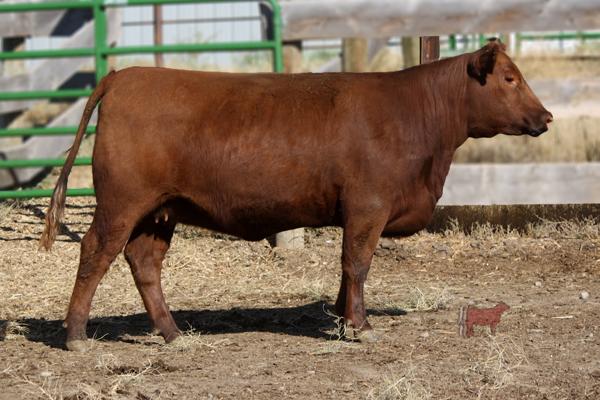 Lot 12A - CRSF AQUILA 017-N801