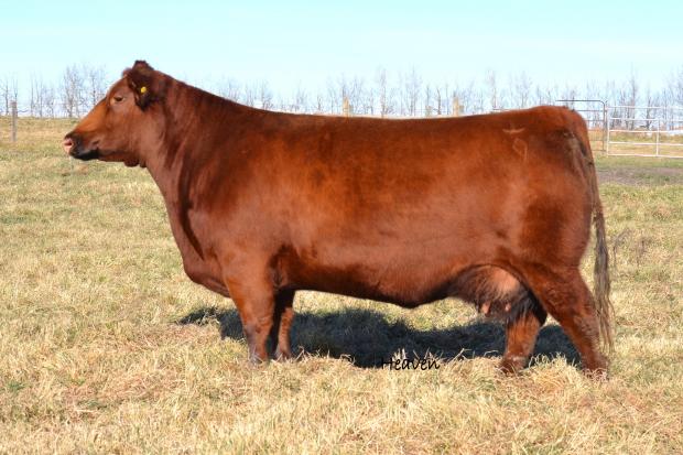 Dam of Embryo Red Towaw Darline 15R