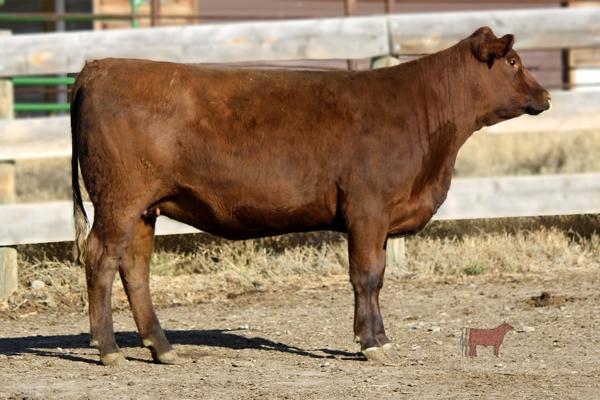 Lot 16B - SRR MISS SENSATION 039-633