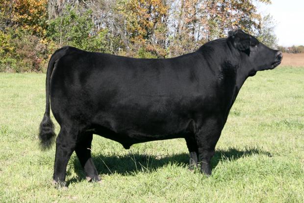 LMF Radar 1710, he stems from the same cow family as lot 7 and also sells as lot 18