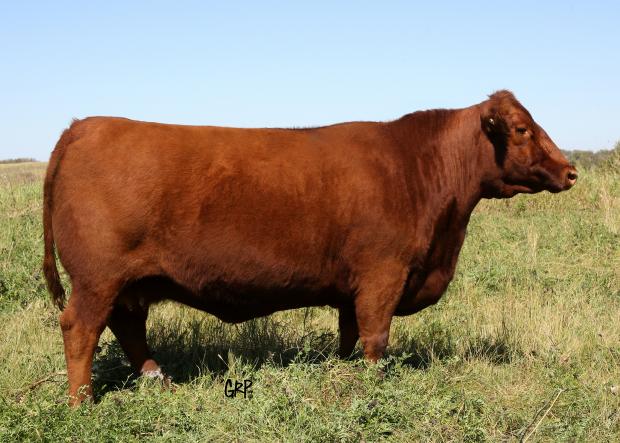 Red Bakers Faith 8L - Dam of Embryos