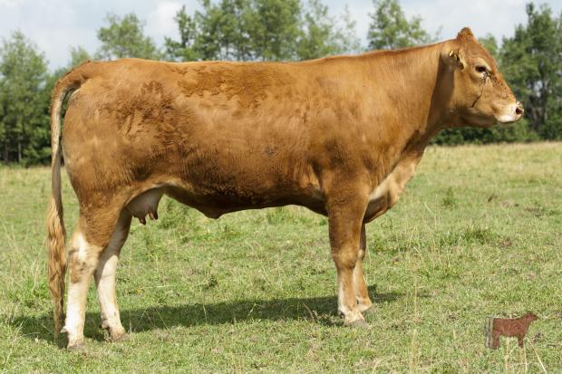 Dam - Posthaven Polled Xcellence 1X