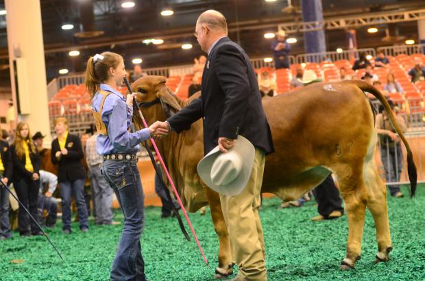 Daughter of 881/6 - 2011 International Calf and Reserve Grand Champion Red Female 