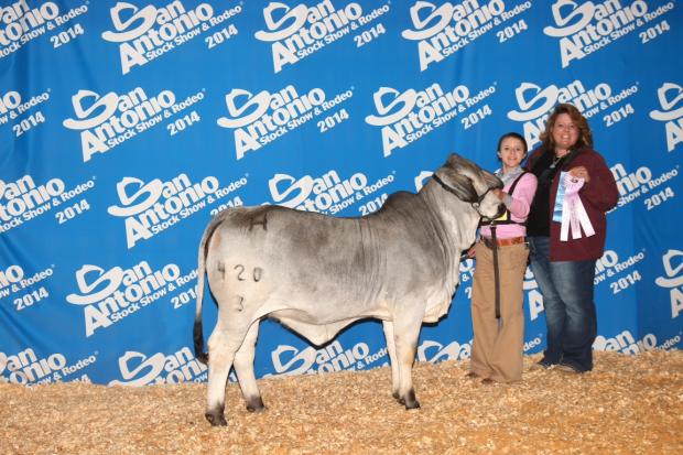 Lady H Happy Manso 420/3 - Daughter of Cason - 2014 San Antonio Reserve Calf Champion