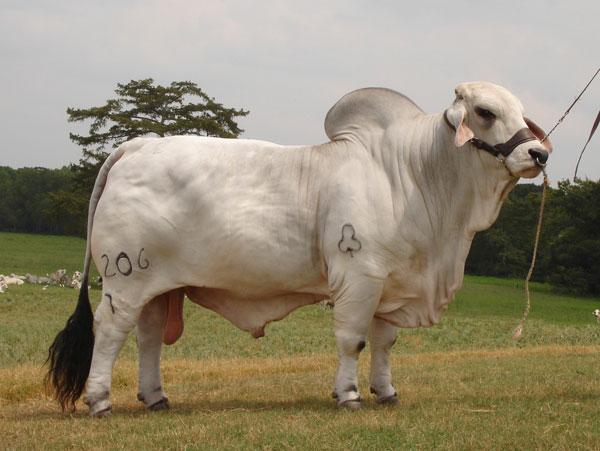 206/7 - Sire of JDH MS KODIAK MANSO