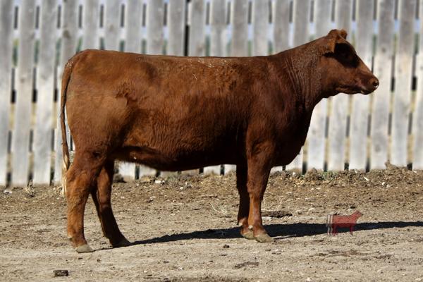 Lot 23B - SRR MISS SENSATION 0152-687