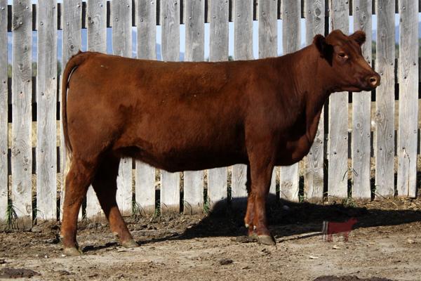 Lot 3A - SRR LOUISE 0117-892 ET