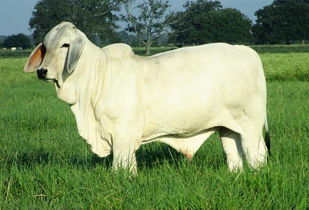 Bull Calf at Side