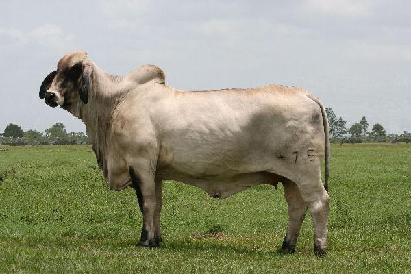 Dam of Lot 3 - + Lady H Ms Especial 475