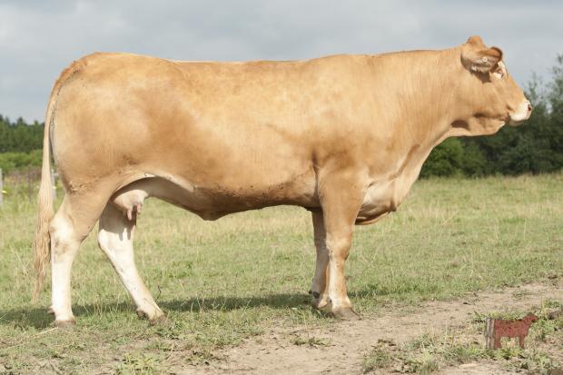 Dam - Cedar Patch Polled Lilly 4P