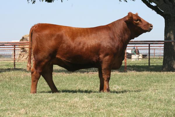 Dam of Lot 6 - A-1 Lana 512V 