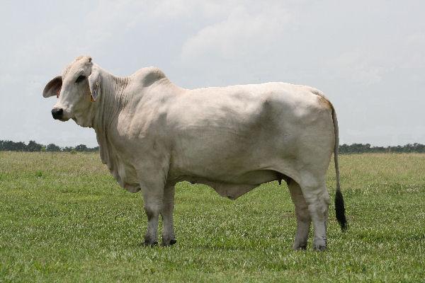 Dam of Lot 6 - JDH Lady Minor Manso 523/1