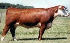 Dam of CH039 "56K"