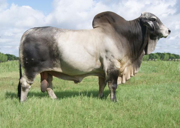 JDH MR MANSO 579/4 - Sire of Lot 13