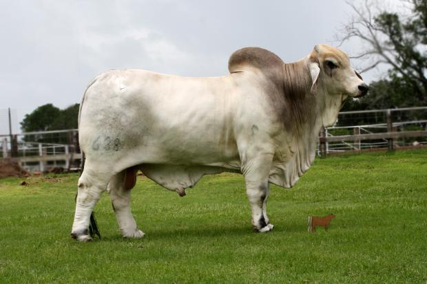 JDH MR MANSO 638 "Sir Richard" - Maternal Brother to Lot 2