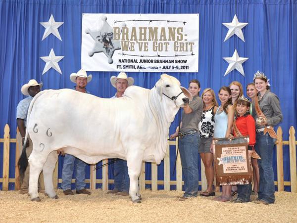 Dam of 2011All American Reserve Senior Champion Female           Lady H Mae Manso 66/9