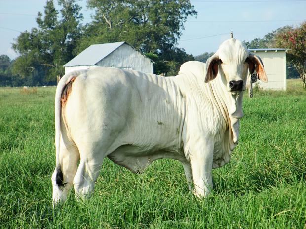 Heifer Calf at Side