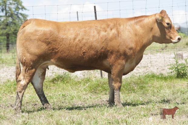 Dam - Posthaven Polled Xpectation 6X - Lot 1