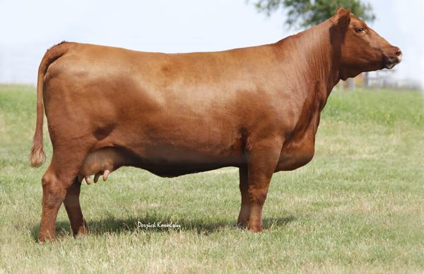 Red Six Mile Lana 794S - Dam of Lot 3