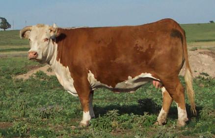 Dam of CH 040 "862"