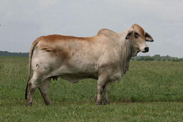 Dam of Lot 8 - Lady H Sydney Manso 942/7