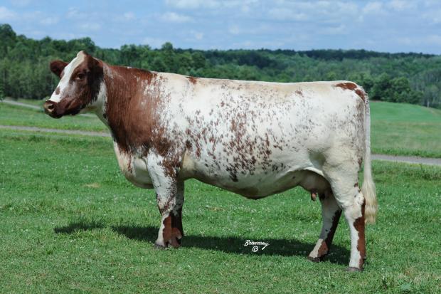 Dam - SHADYBROOK LADY 52-T*x