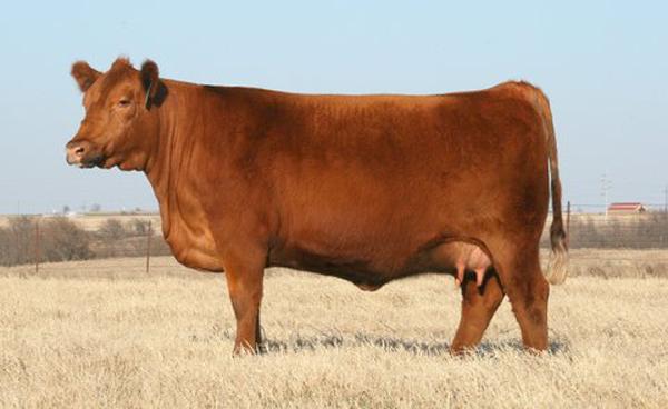 C Bar Brown Abigrace T711 - Dam of Lot 18