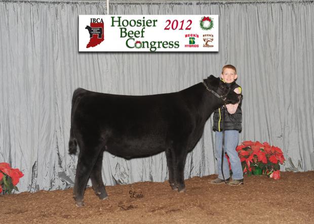 Miller’s Laddie 2112, paternal brother to lot 25.  Grand Champion Steer at the 2013 Northern Indiana Angus Show and 2nd in class