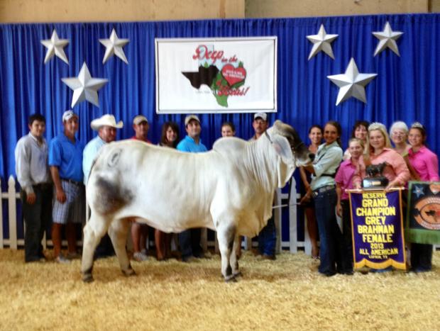 Res Grand 2013All-American Half Sisiter to Lot 5