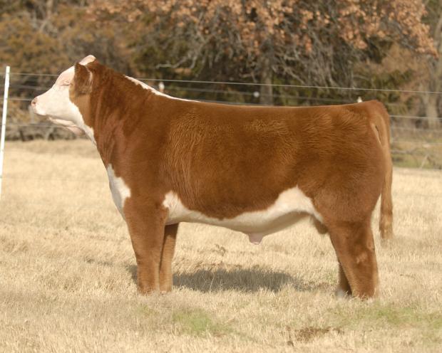 Sire of CH 039 "Big Jake"