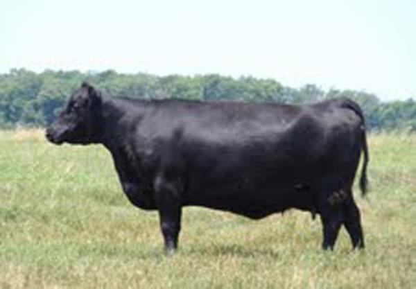 Dawson Ms Blackbird 129 - Dam of Lot 1