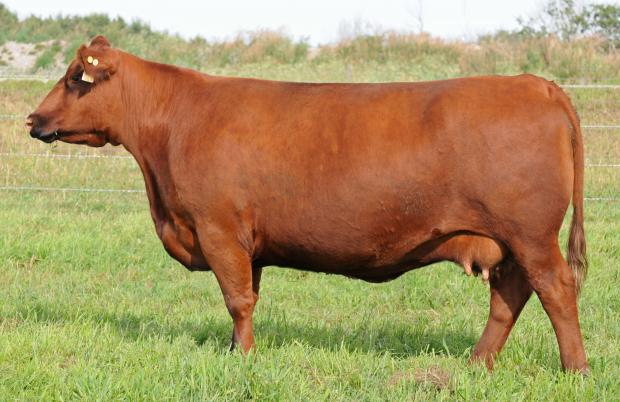 Dam of Embryos Red JCC Roxie 20S