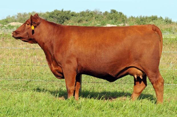 Red WSF Yankee 12W - Dam of Embryos