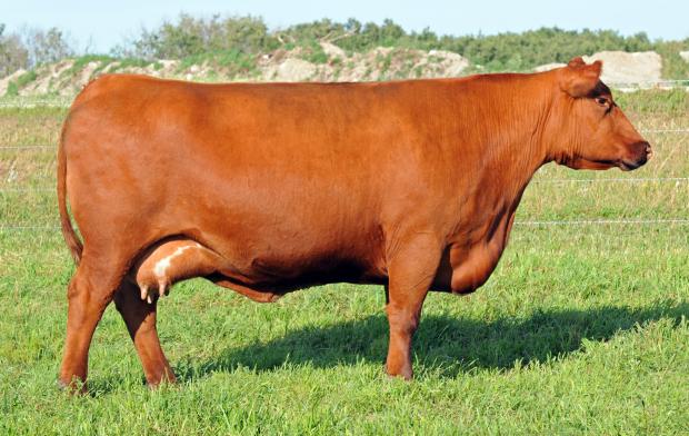 Red JCC Lass 41N - Daughter of Red JCC Lass 63K