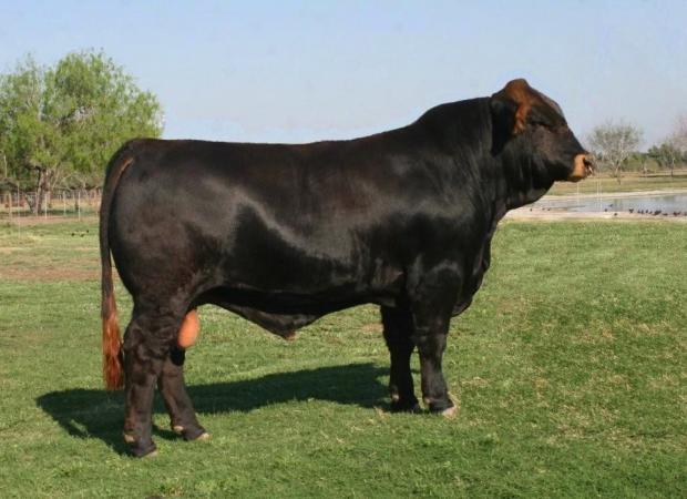 Sire - LMC LF Braveheart T195