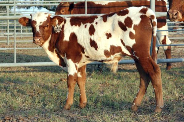 Calf on Lot 1