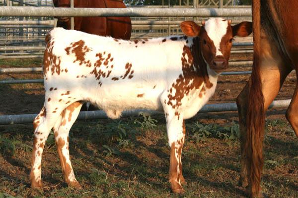 CALF -11 HC 6117 x Hidalgo