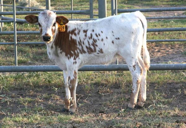 CALF -11 HC 6128 x Valiente