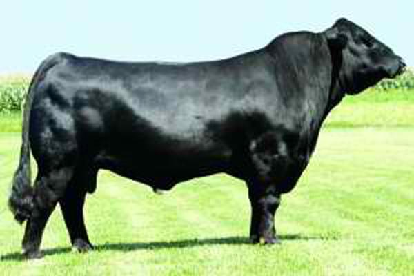 Dream On - Maternal Grandsire of Embryos